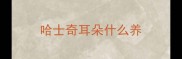 哈士奇耳朵什么养