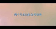 俩个月的边牧如何驯养