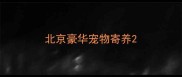 北京豪华宠物寄养