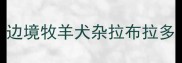 边境牧羊犬杂拉布拉多
