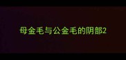 母金毛与公金毛的阴部