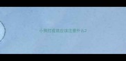 小狗打疫苗应该注意什么