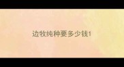 边牧纯种要多少钱