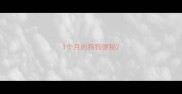 1个月的狗狗便秘