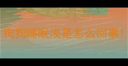 狗狗睡眠浅是怎么回事