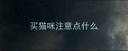 买猫咪注意点什么
