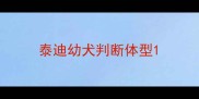 泰迪幼犬判断体型