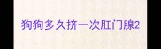 狗狗多久挤一次肛门腺