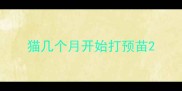 猫几个月开始打预苗