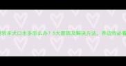 边境牧羊犬口水多怎么办5大原因及解决方法养边牧必看