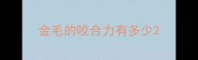 金毛的咬合力有多少