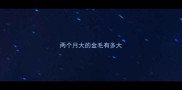 两个月大的金毛有多大