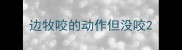 边牧咬的动作但没咬