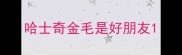 哈士奇金毛是好朋友