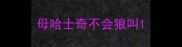 母哈士奇不会狼叫