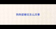 狗狗爱睡觉怎么回事