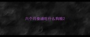 六个月泰迪吃什么狗粮
