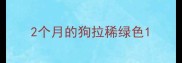 2个月的狗拉稀绿色