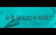 金毛背上的毛枯燥