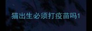 猫出生必须打疫苗吗