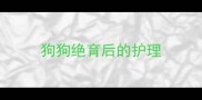 狗狗绝育后的护理