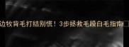 边牧背毛打结别慌3步拯救毛躁白毛指南