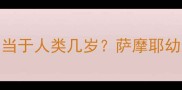 两个月大的萨摩耶幼犬相当于人类几岁萨摩耶幼犬发育全附喂养指南