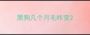 黑狗几个月毛咋变