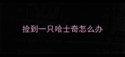 捡到一只哈士奇怎么办