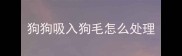 狗狗吸入狗毛怎么处理