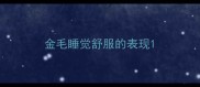 金毛睡觉舒服的表现