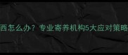 猫咪寄养不吃东西怎么办专业寄养机构5大应对策略与宠物医生建议