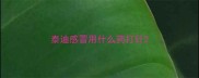 泰迪感冒用什么药打针