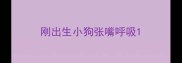 刚出生小狗张嘴呼吸