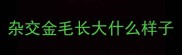杂交金毛长大什么样子