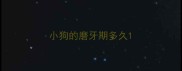 小狗的磨牙期多久