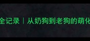 拉布拉多成长全记录从奶狗到老狗的萌化全网必看指南