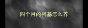 四个月的柯基怎么养