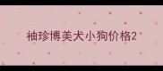袖珍博美犬小狗价格