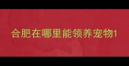 合肥在哪里能领养宠物
