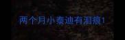 两个月小泰迪有泪痕