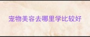 宠物美容去哪里学比较好