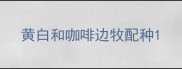 黄白和咖啡边牧配种