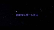 狗狗嘴抖是什么原因