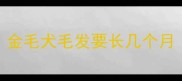 金毛犬毛发要长几个月