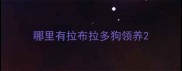 哪里有拉布拉多狗领养