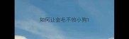 如何让金毛不怕小狗