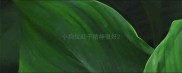 小狗拉肚子精神很好