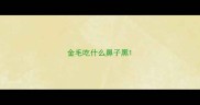 金毛吃什么鼻子黑