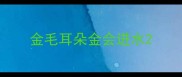 金毛耳朵金会进水